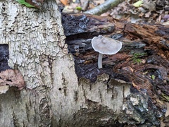 Pluteus salicinus