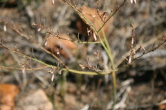 Trachyandra revoluta