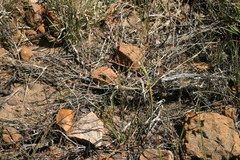 Trachyandra revoluta