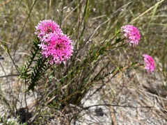Pimelea ferruginea