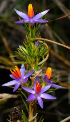 Calectasia narragara