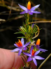 Calectasia narragara