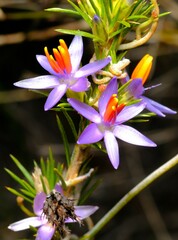 Calectasia narragara
