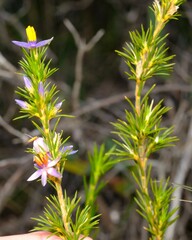 Calectasia narragara