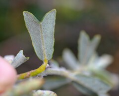 Gastrolobium polystachyum