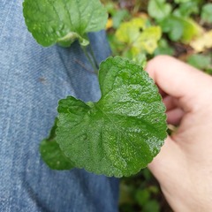 Viola odorata