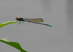 Pseudagrion punctum
