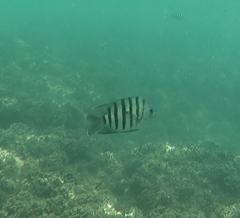Abudefduf bengalensis