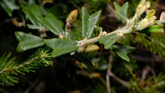 Gastrolobium polystachyum