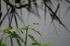 Pseudagrion punctum