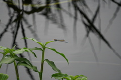 Pseudagrion punctum
