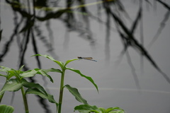 Pseudagrion punctum
