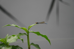 Pseudagrion punctum