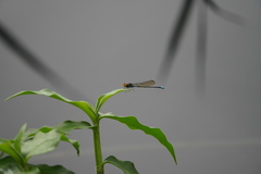 Pseudagrion punctum