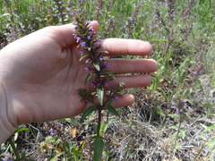 Dracocephalum thymiflorum