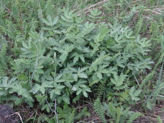 Filipendula stepposa