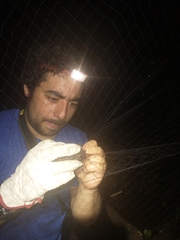 Artibeus jamaicensis