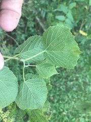 Vitis cinerea baileyana