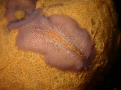 Pseudoceros canadensis