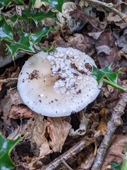 Amanita excelsa