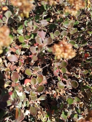 Eriogonum marifolium