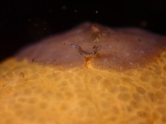 Pseudoceros canadensis