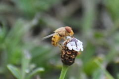 Copestylum sexmaculatum