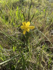 Moraea lewisiae