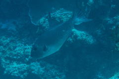 Canthidermis maculata