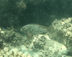 Epinephelus