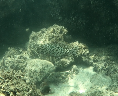 Epinephelus
