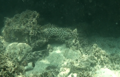 Epinephelus