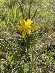Moraea lewisiae