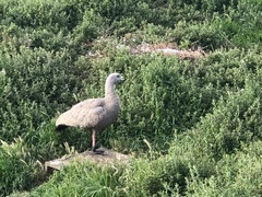 Cereopsis novaehollandiae