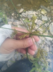 Cyperus iria