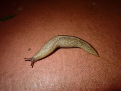 Prophysaon andersonii