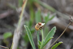 Copestylum sexmaculatum