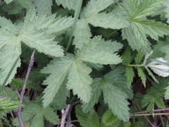 Filipendula stepposa