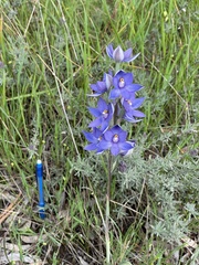 Thelymitra glaucophylla