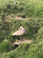 Cereopsis novaehollandiae