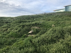 Cereopsis novaehollandiae