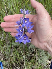 Thelymitra glaucophylla
