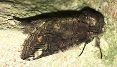 Heterocampa obliqua