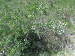 Spiraea hypericifolia