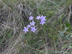 Campanula stevenii