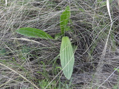 Plantago