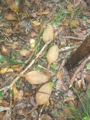 Swietenia macrophylla