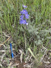 Thelymitra glaucophylla