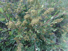 Spiraea hypericifolia