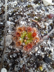 Drosera pulchella